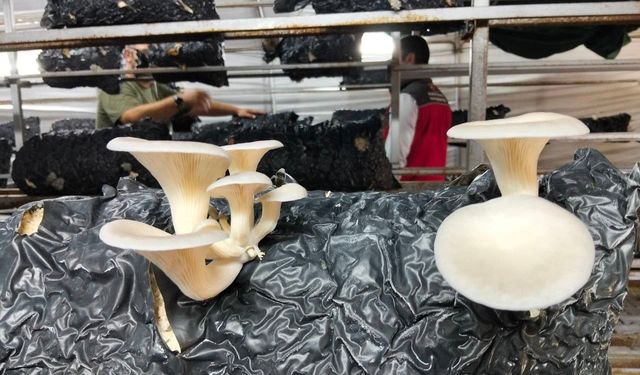 Burada kilo kilo mantar üretiliyor