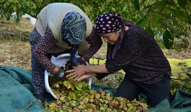 Ceviz hasadı başladı