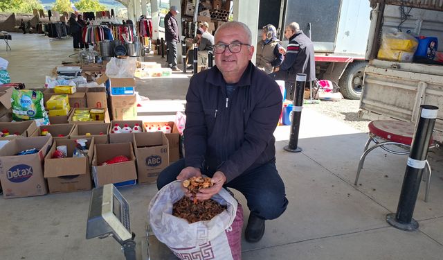 Elma kurusu üreticisi memnun