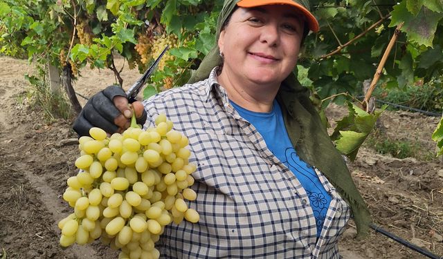 Üzümde bereket devam ediyor
