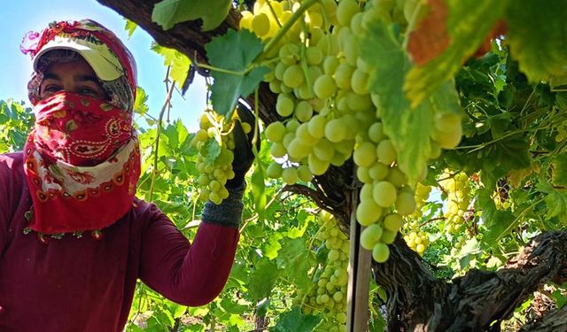 Üzümde hasat devam ediyor