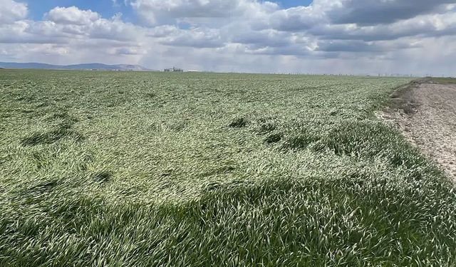 Aydın’da 6 dönümlük tarla icradan satışa çıktı