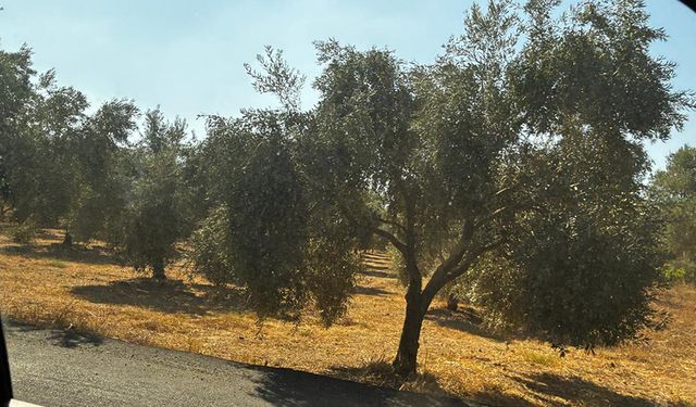 Aydın’da 7.375 metrekarelik zeytinlik mahkemeden satışa çıkıyor