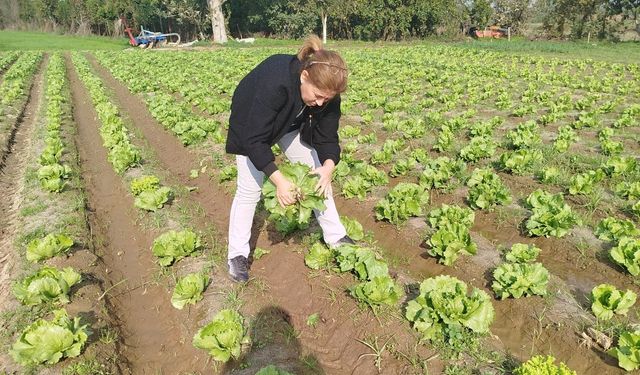 Aydın’da ekipler marul tarlalarından numune aldı