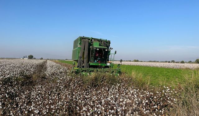 Aydın’da pamuk tarlalarından kötü haber