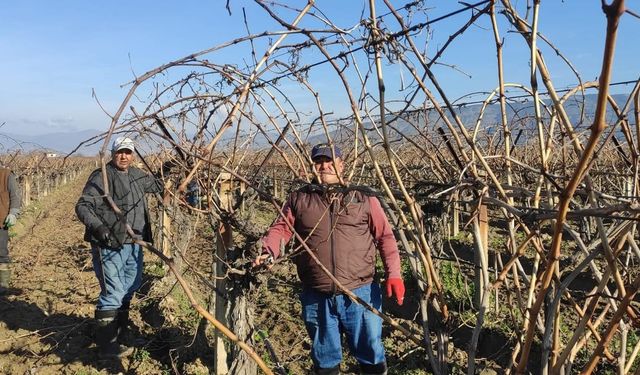 Günlük 1500 liraya çalışacak işçi aranıyor