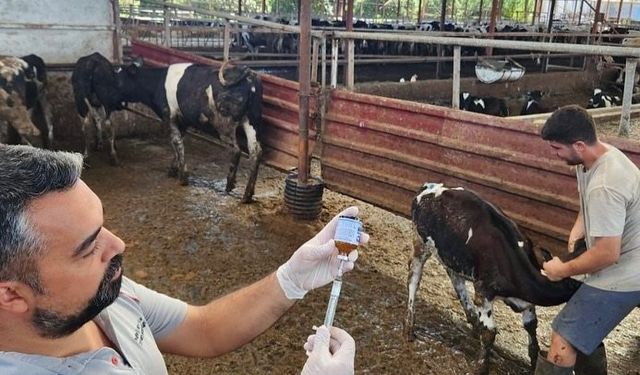 Hastalık yayılıyor, ekiplerin mücadelesi devam ediyor