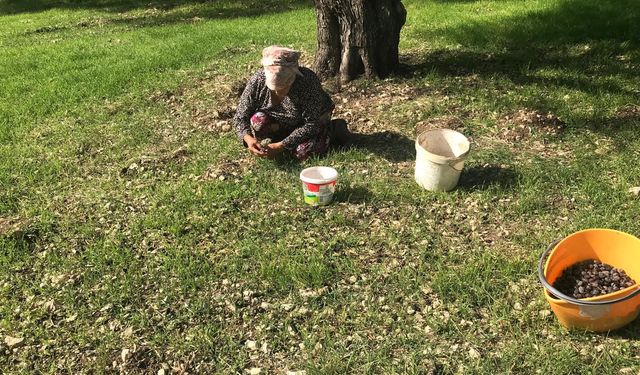 Zeytinin en doğal hali.. Furma Zeytini hasadı başladı