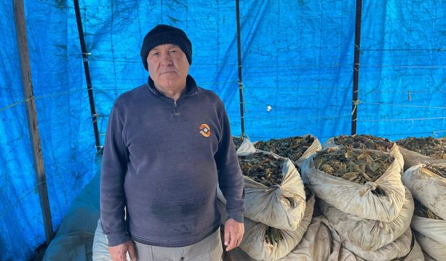 11 ay çalıştılar, hasat bitti, satış başlıyor