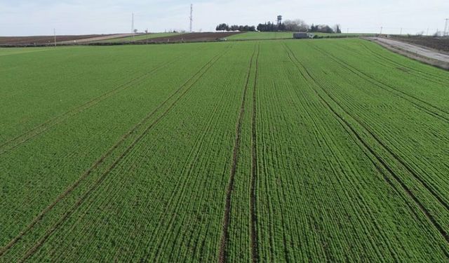 Aydın’da 3 tarla ve bahçe icradan satışa çıkıyor