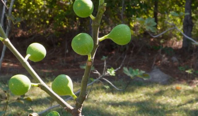 Aydın’da 3.588 m² incir bahçesi icradan satışa çıkarılıyor