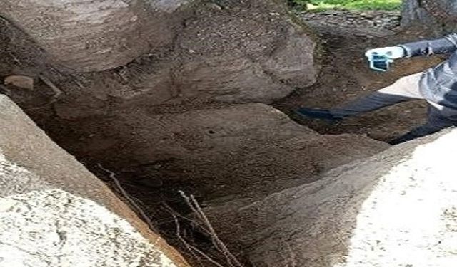 Aydın’da 4 kişi zeytinlik alanda basıldı