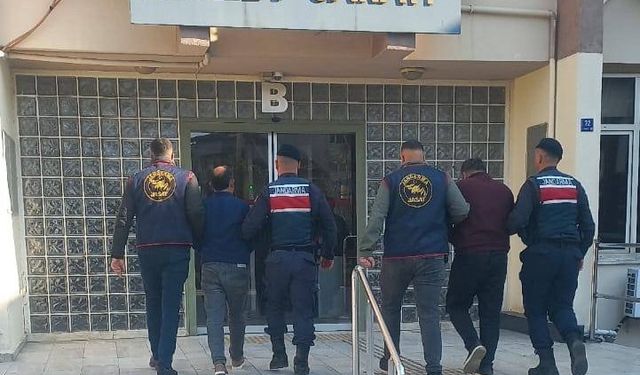 Aydın’da 400 kilo zeytin çalındı