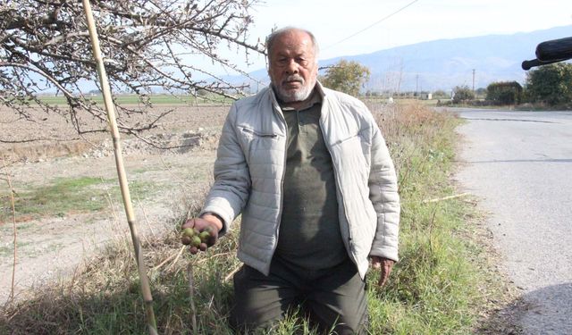 Aydın’da bu meyveye ilgi büyük