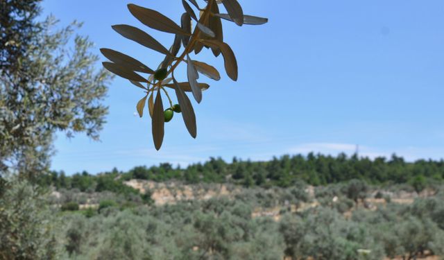 Aydın’da büyük satış!