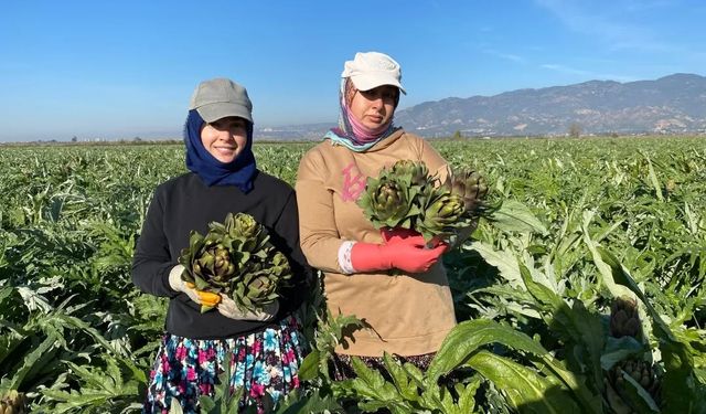 Aydın’da enginar hasadı yapıldı
