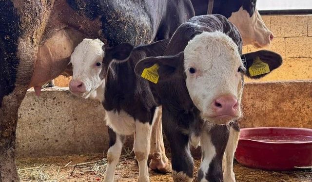 Aydın’da şap alarmı