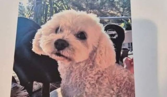 Aydınlılara seslendi, bulana 10 bin lira verecek