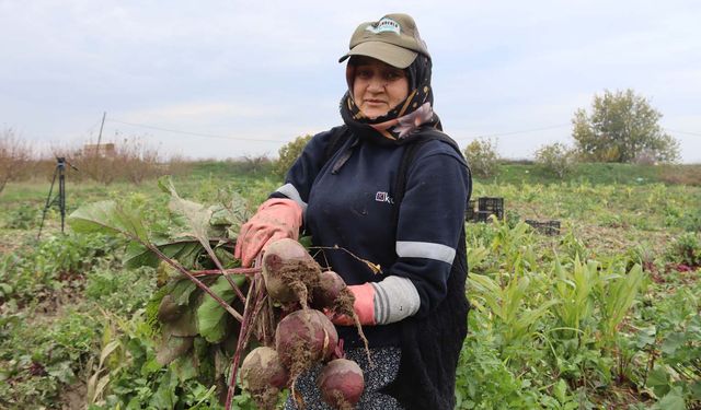 Bereketli topraklarda ‘kırmızı elmas' mesaisi