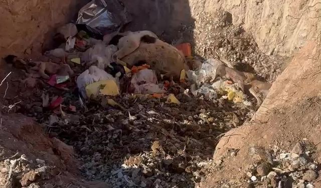 Bunun adı hayvanseverlik değil! Köpekler açlıktan birbirini yemiş