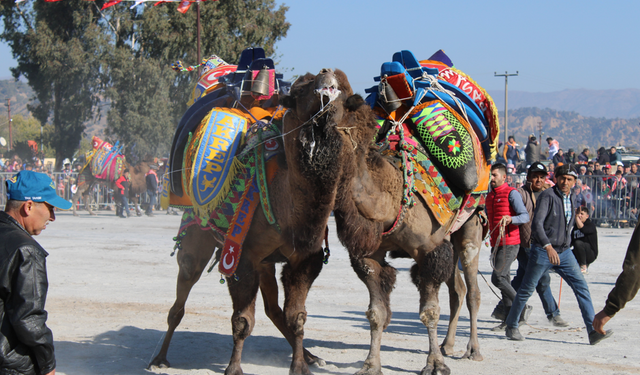 Aydın’da deve güreşi yapılacak mı? Açıklama geldi