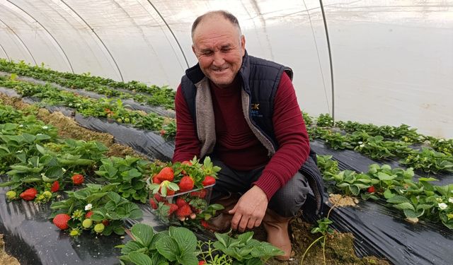 Kış çileğinin yanına yaklaşılmıyor, fiyatı belli oldu