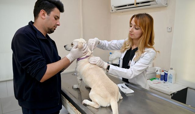 Kuşadası Belediyesi Veteriner İşleri Müdürlüğü’nden ‘mikroçip taktırın’ uyarısı