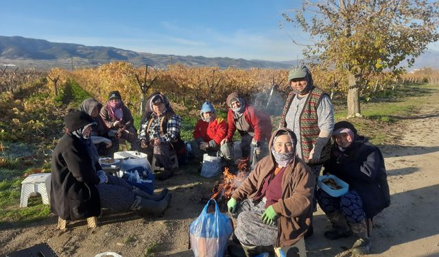 Üzüm bağları kadınlara emanet