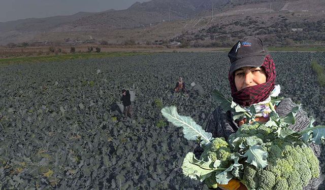 Yeşil altında hasat başladı