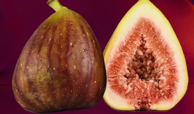 Aydın’da incir için toplandılar