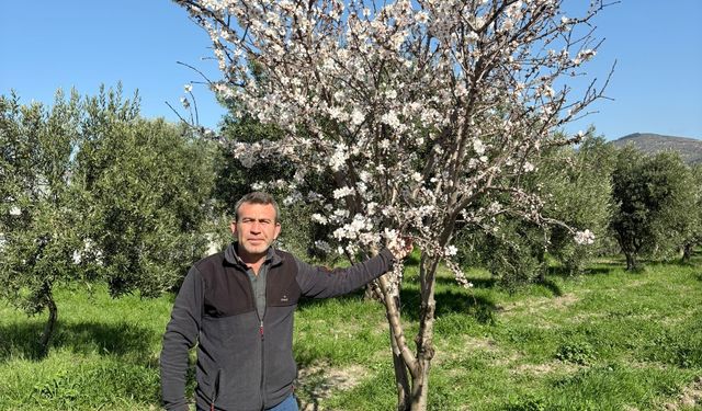 Badem çiçek açtı, üretici endişelendi