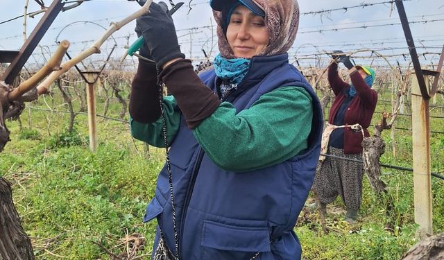 Bağlarda hummalı çalışma