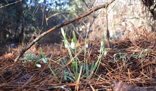 Bu çiçeği koparmanın bedeli 700 bin lira