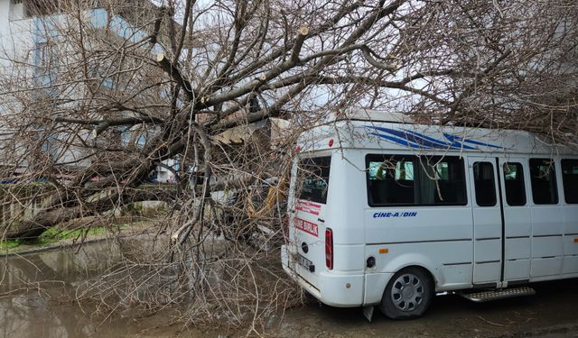 Çine’de dut ağacı minibüsün üstüne devrildi