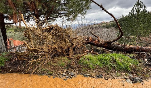 Karacasu'da toprak kaydı, ağaçlar devrildi