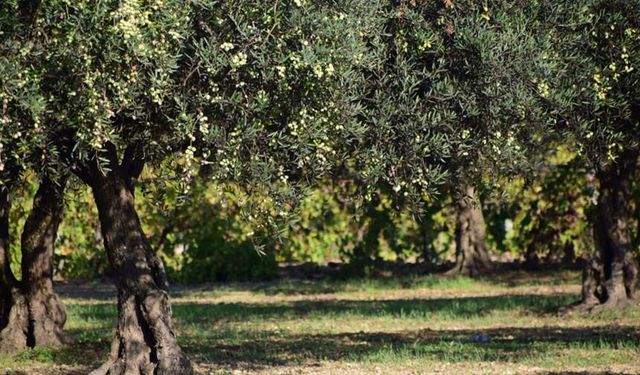 Aydın’da 3 dönüm zeytinlik icradan satışa çıktı
