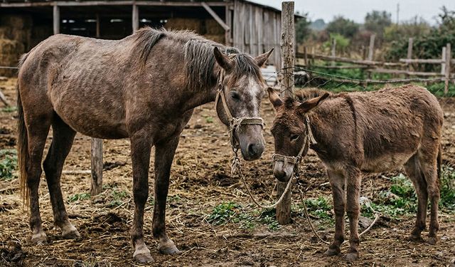 Aydın’da Afrika At Vebası alarmı