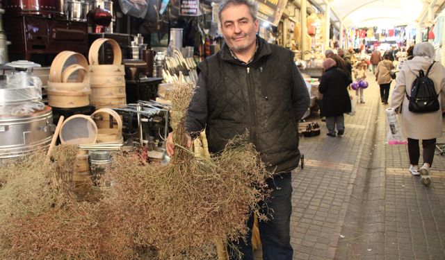 Aydın’da çalı süpürgesinin Dyson ile savaşı sürüyor