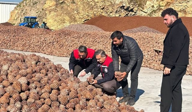 Aydın’da çam fıstığı işleme tesisi incelendi