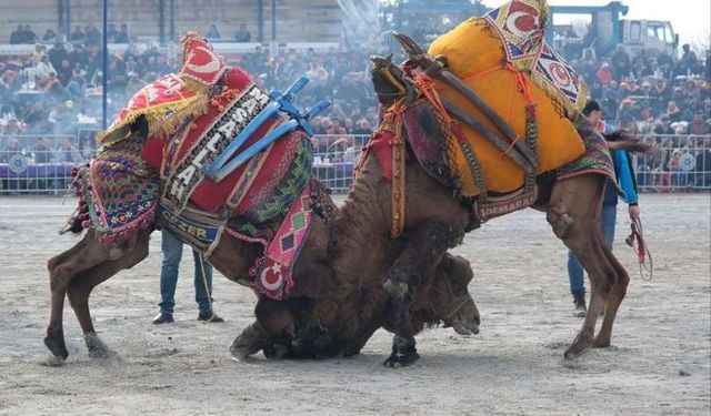 Aydın’da deve güreşleri yeniden başlıyor.. Tarih belli oldu