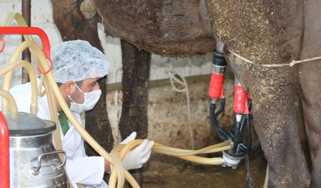 Aydın’da deve sütüyle ilgili önemli gelişme