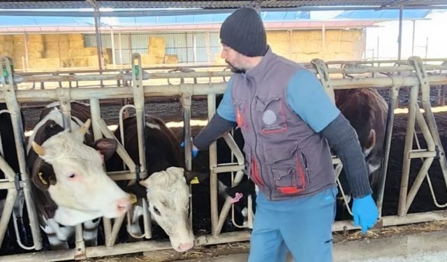 Aydın’da hayvanlar aşılanıyor