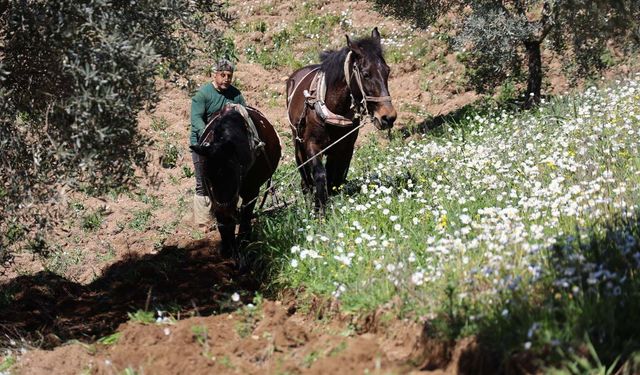 Aydın’da karabasanla mücadele başladı
