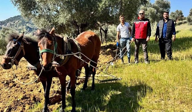 Aydın’da engebeli arazilerde toprak atla sürülüyor