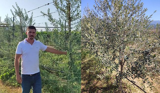 Bodur zeytin dönemi başladı