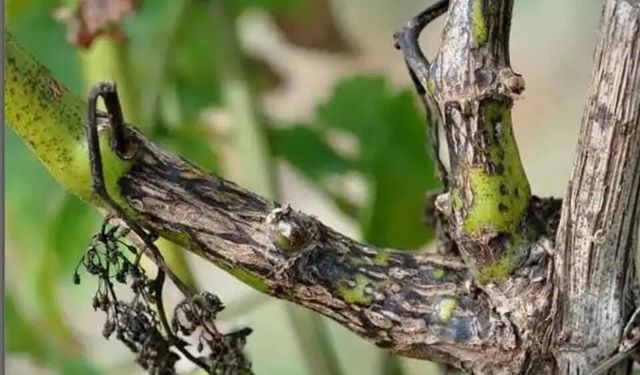 Çiftçilere ölükol uyarısı