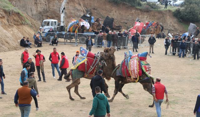 Deve güreşi tarihi belli oldu