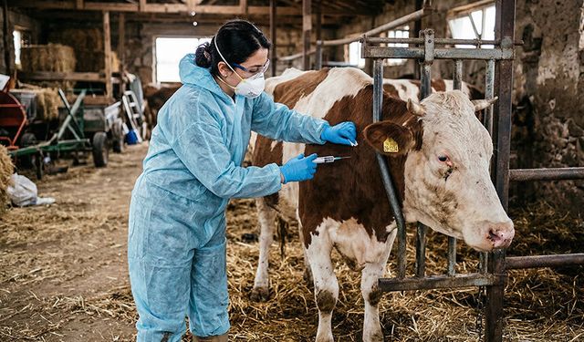 Hastalık yayılıyor, 15 köy daha karantinaya alındı