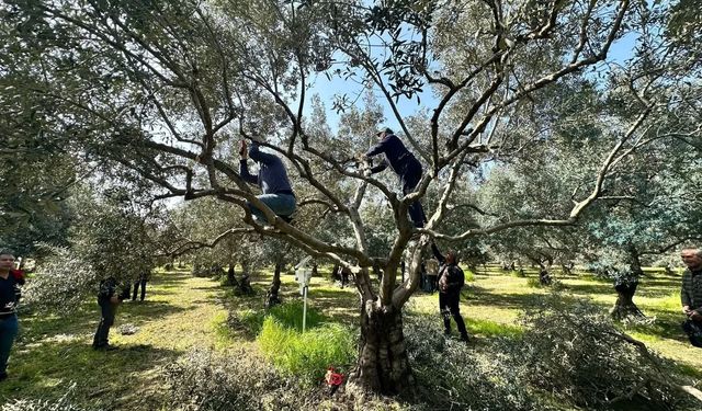 Koçarlı’da üreticilere budama eğitimi