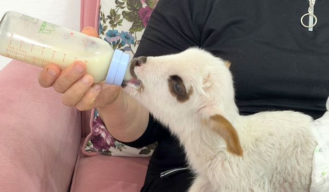 Öksüz kuzuya sahip çıktılar, biberonla besliyorlar